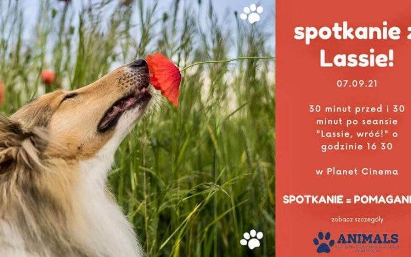 Spotkaj się z Lessie, by pomóc bezdomnym czworonogom – FILM