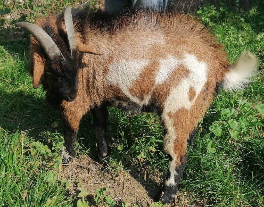 Koziołek zamieszkał w Przegorzełach