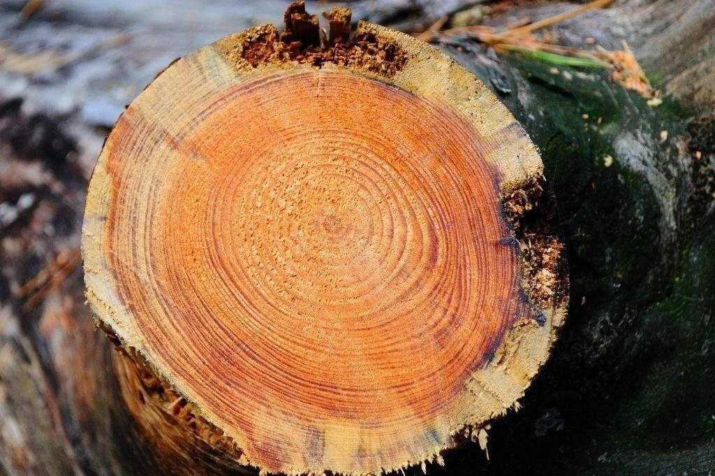 Dlaczego wycięli drzewa?