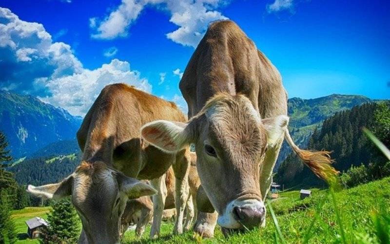 Akcesoria przydatne w gospodarstwie. Co warto kupić?