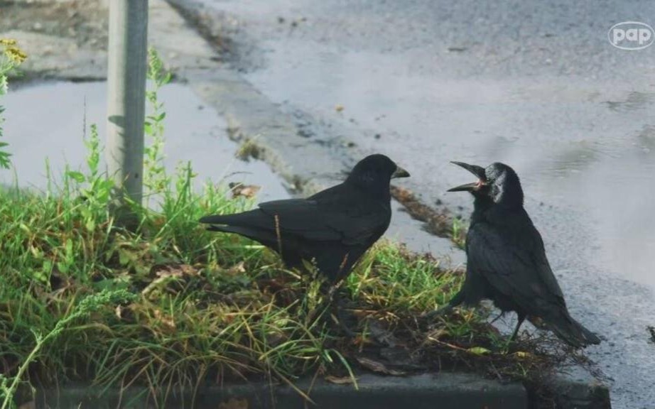 BGK: w trakcie prac termomodernizacyjnych trzeba pamiętać o ochronie siedlisk ptaków