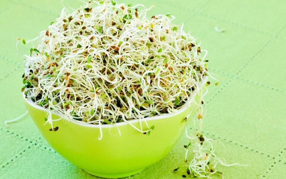 Jak uprawiać kiełki w domu? – FILM