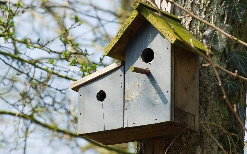 Radny PiS walczy o budki dla ptaków