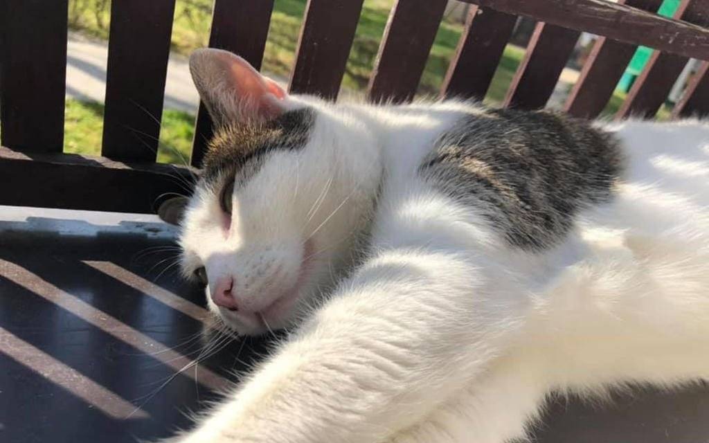 Wasze kociaki w 17. dzień kota – FOTO