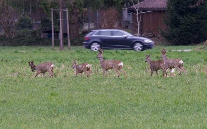 Dachował, bo chciał uniknąć zderzenia z sarną