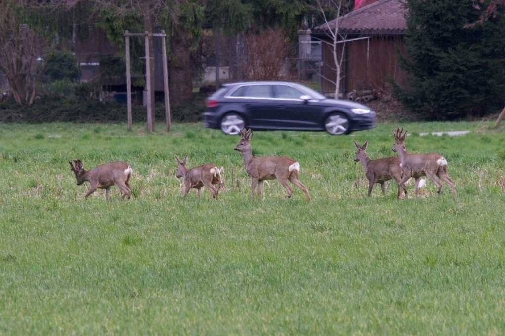 Dachował, bo chciał uniknąć zderzenia z sarną