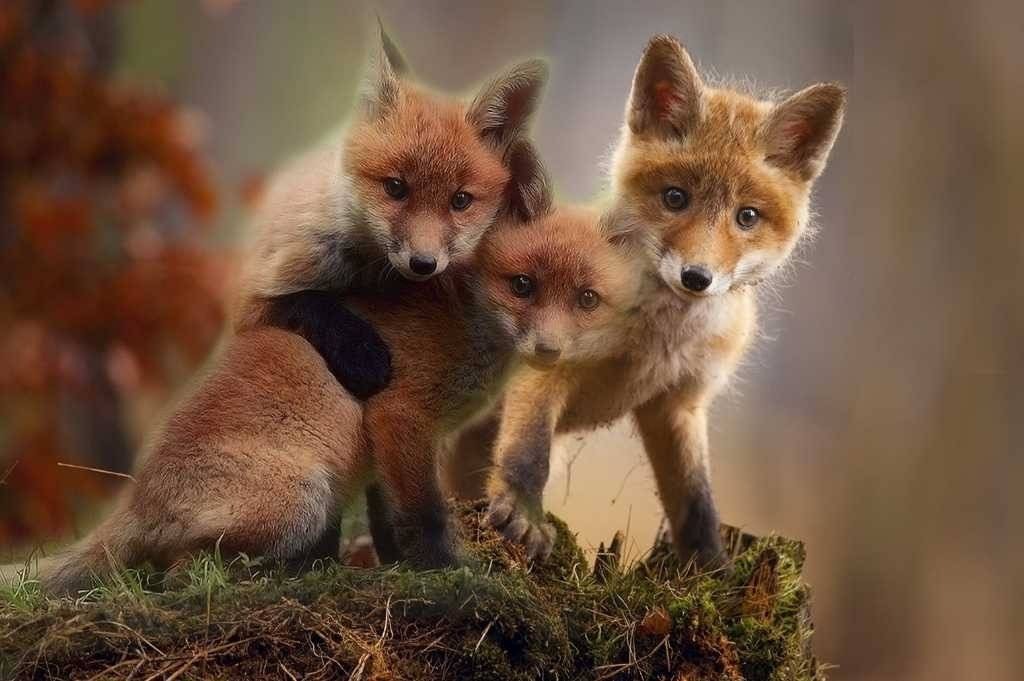 Szczepienie lisów. Uwaga na zwierzęta domowe