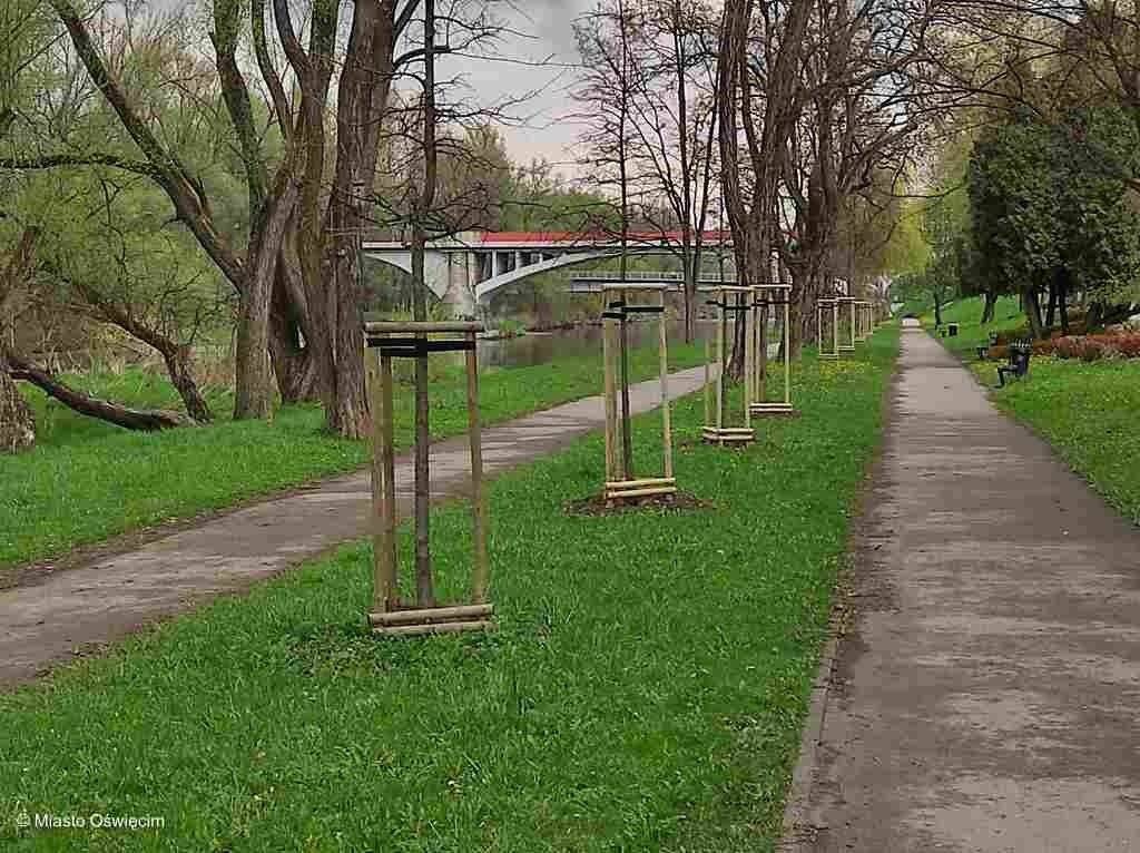 Nowe drzewa w Oświęcimiu
