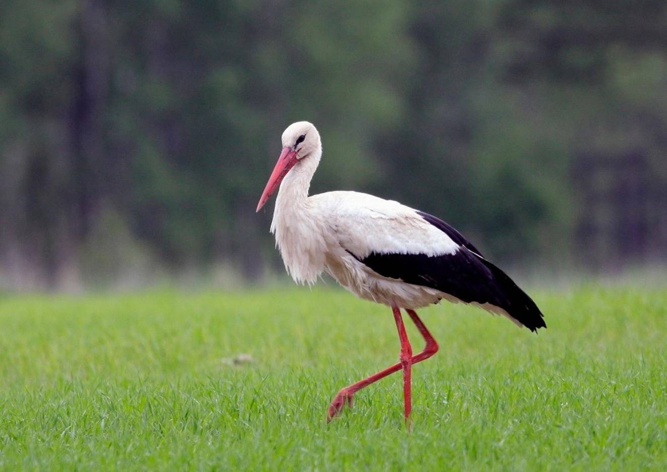 PGE w trosce o bociany 