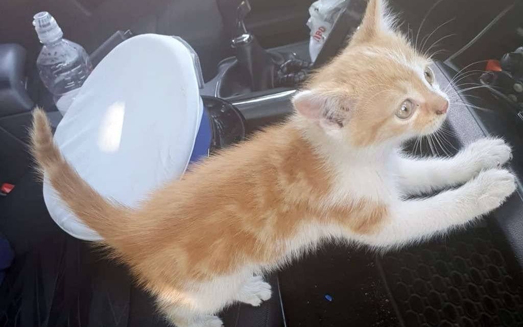 Kociak „przykleił się” do aniołów stróżów w niebieskich mundurach – FOTO