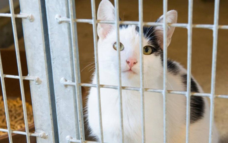 Zbiórka dla kociaków. Przyłącz się