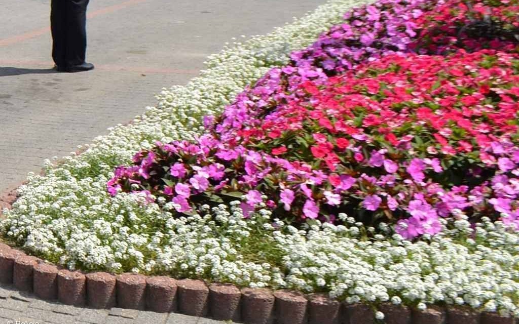 Zerwali kwiaty z rabatki, bo… kwiaciarnie były zamknięte