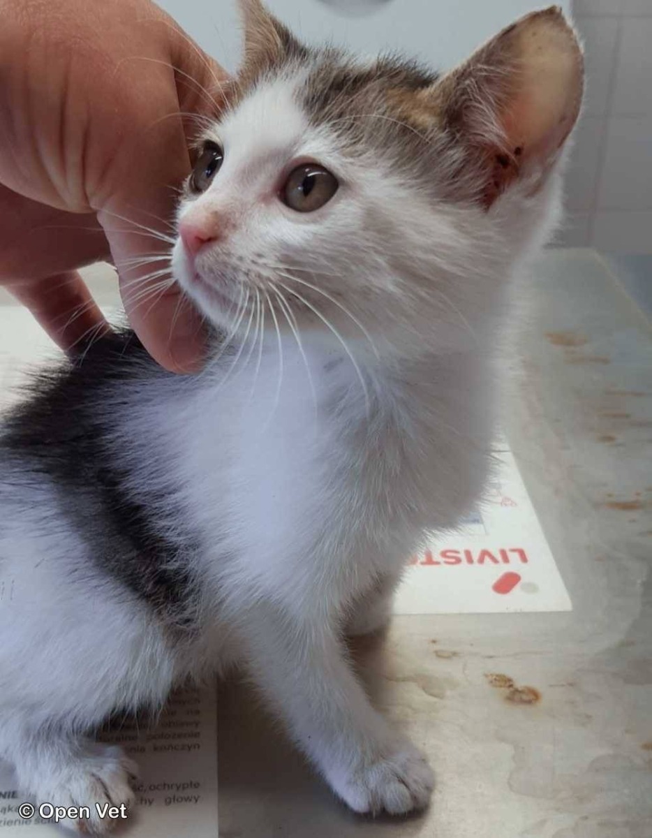 Półtoramiesięczny kocurek szuka domu