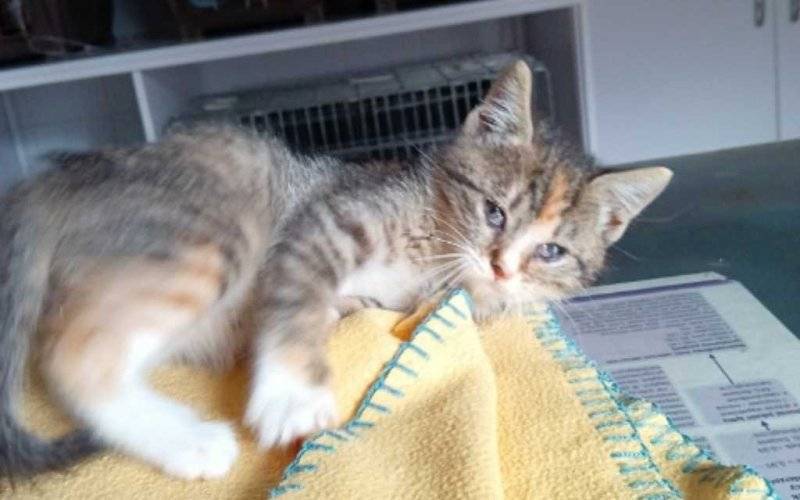 Kto pokocha i adoptuje kicię?