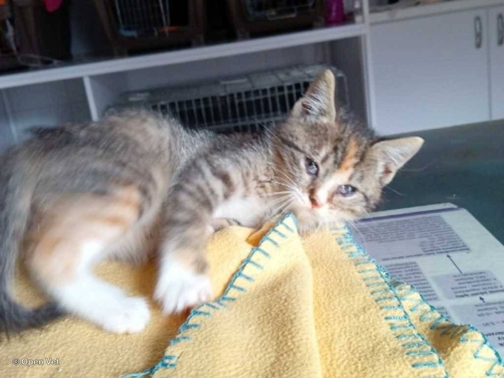 Kto pokocha i adoptuje kicię?