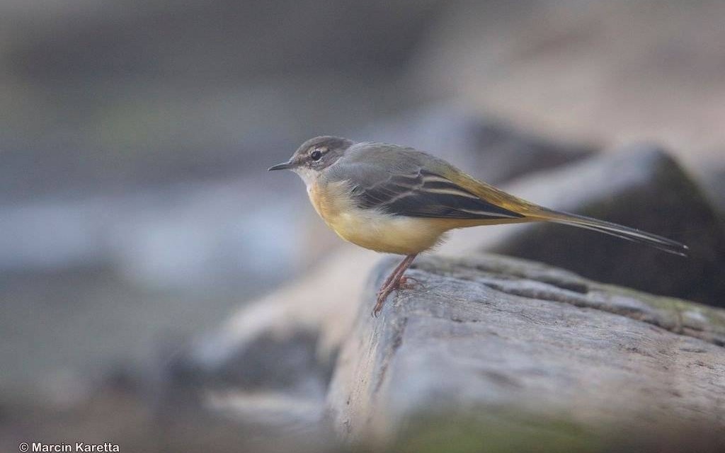 Będą obserwować ptaki. Przyjść może każdy