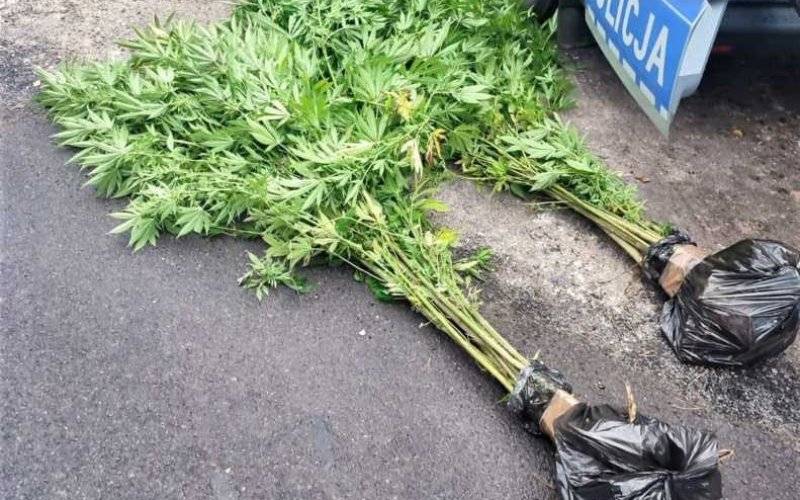 Nie wiedział, że ma na działce konopie indyjskie – FOTO