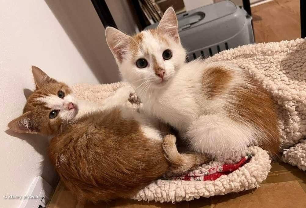 Tylko je kochać – FOTO