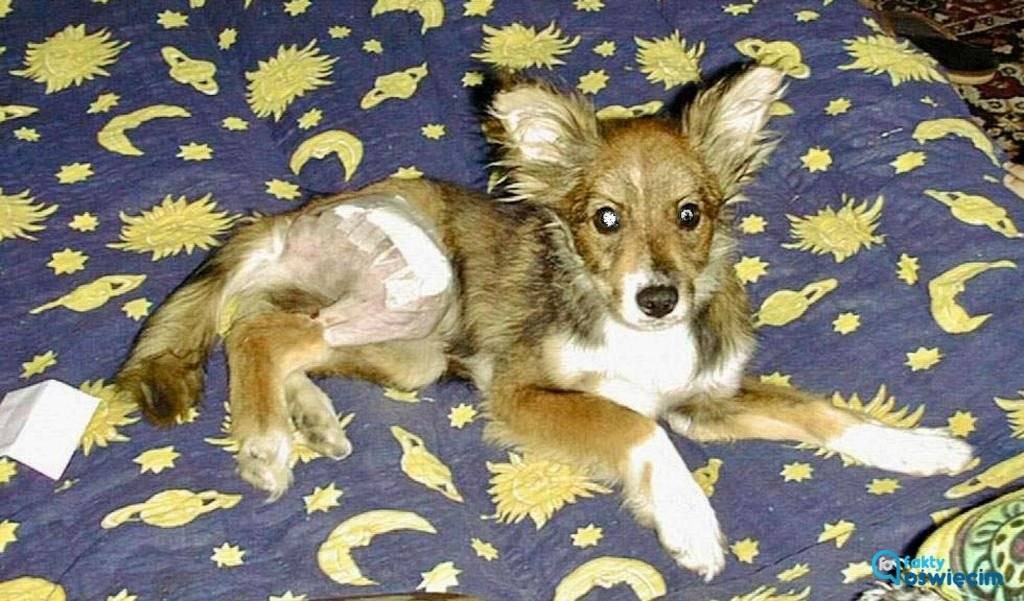 Dzień kundelka. Pomóżmy zwierzakom ze schroniska – FOTO