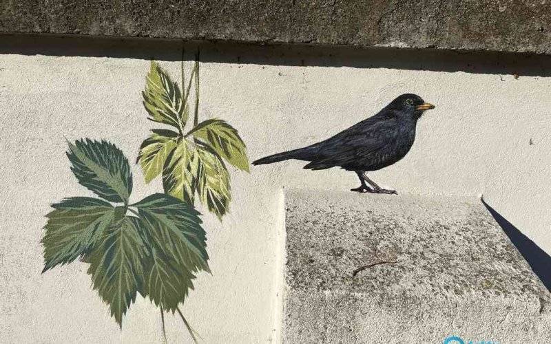 Ptasi mural na murze cmentarza żydowskiego – FOTO