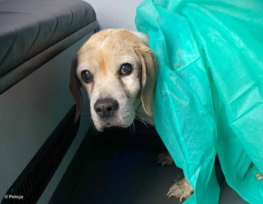 Suczka utknęła a lodowatej wodzie. Uratowali ją policjanci