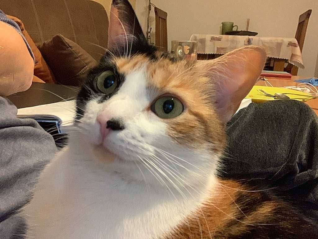 Zrozpaczona właścicielka szuka kota – FOTO