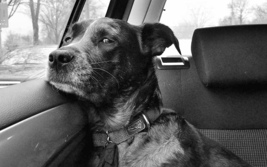 Zostawił psa w wyziębionym samochodzie