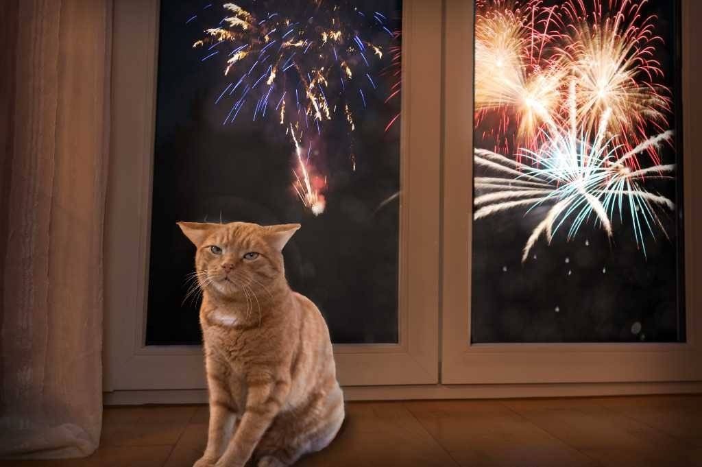 Jak zadbać o zwierzęta domowe w noc fajerwerków?