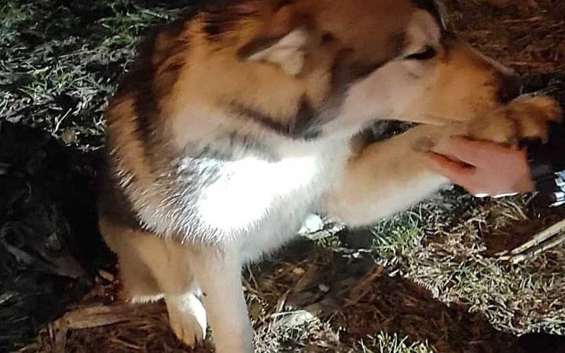 Husky wpadł pod samochód. Poszukiwany właściciel – AKTUALIZACJA
