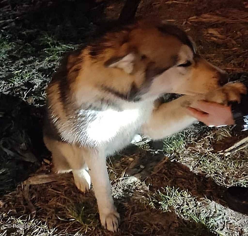 Husky wpadł pod samochód. Poszukiwany właściciel – AKTUALIZACJA