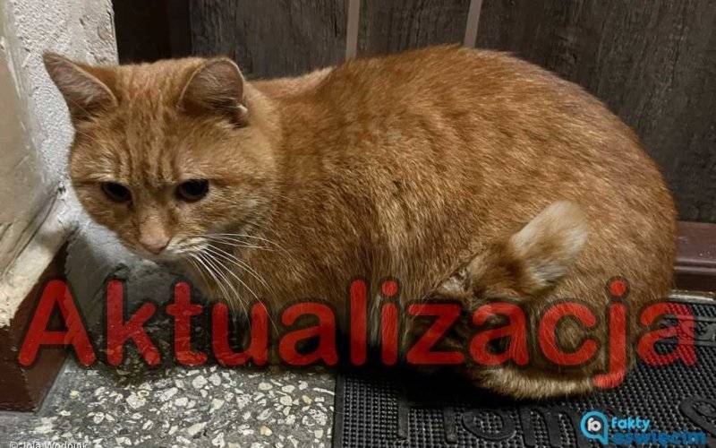 Odnaleźli się właściciele rudego kotka – AKTUALIZACJA