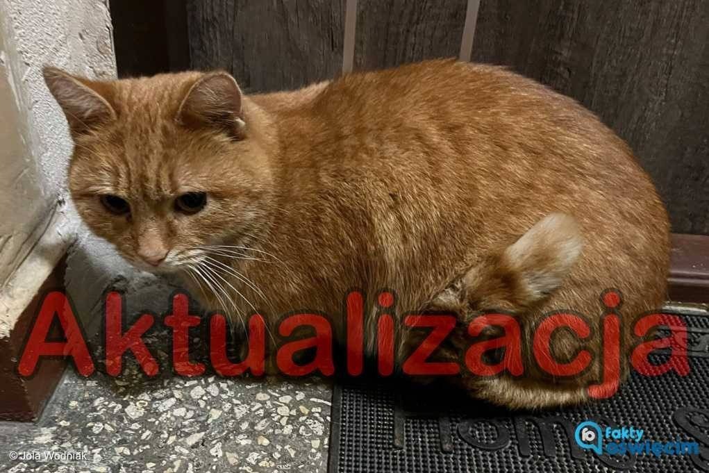 Odnaleźli się właściciele rudego kotka – AKTUALIZACJA