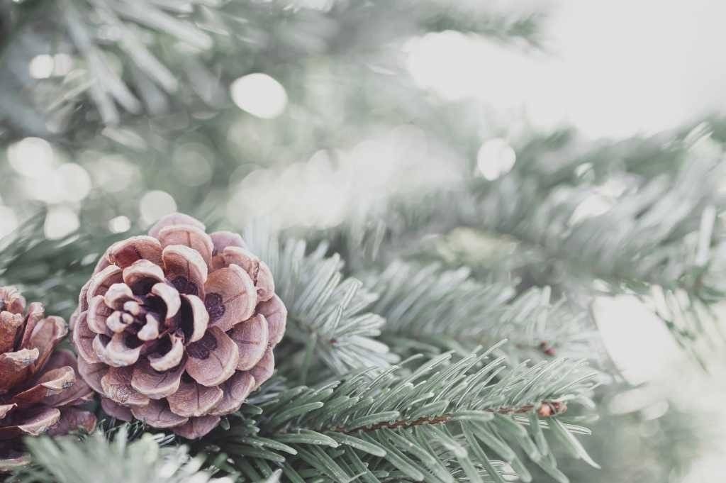 Ruszyła poświąteczna zbiórka choinek