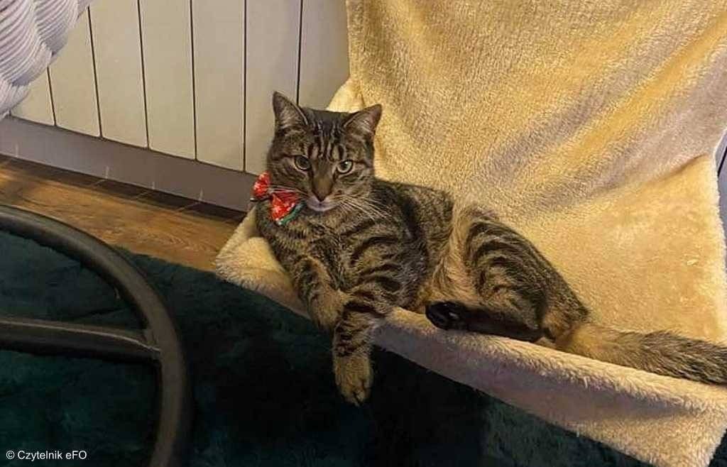 Zaginął Hans – AKTUALIZACJA