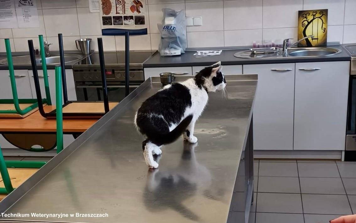 Bohaterki weterynarii w akcji: szybka reakcja uratowała kotka przed tragedią – FOTO