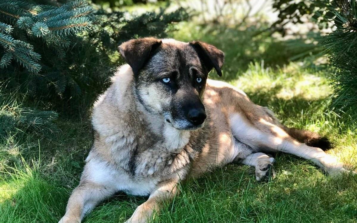 Poszukiwany Runner, duży pies o niebieskich oczach