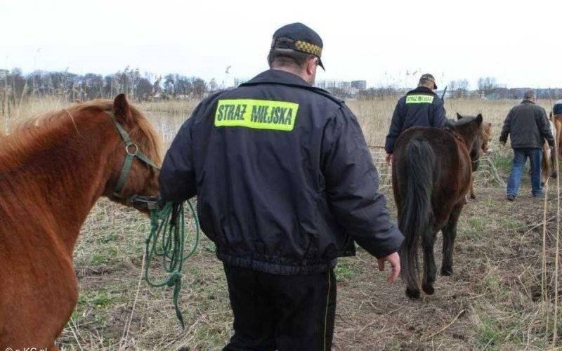 Strażnicy miejscy na koniach