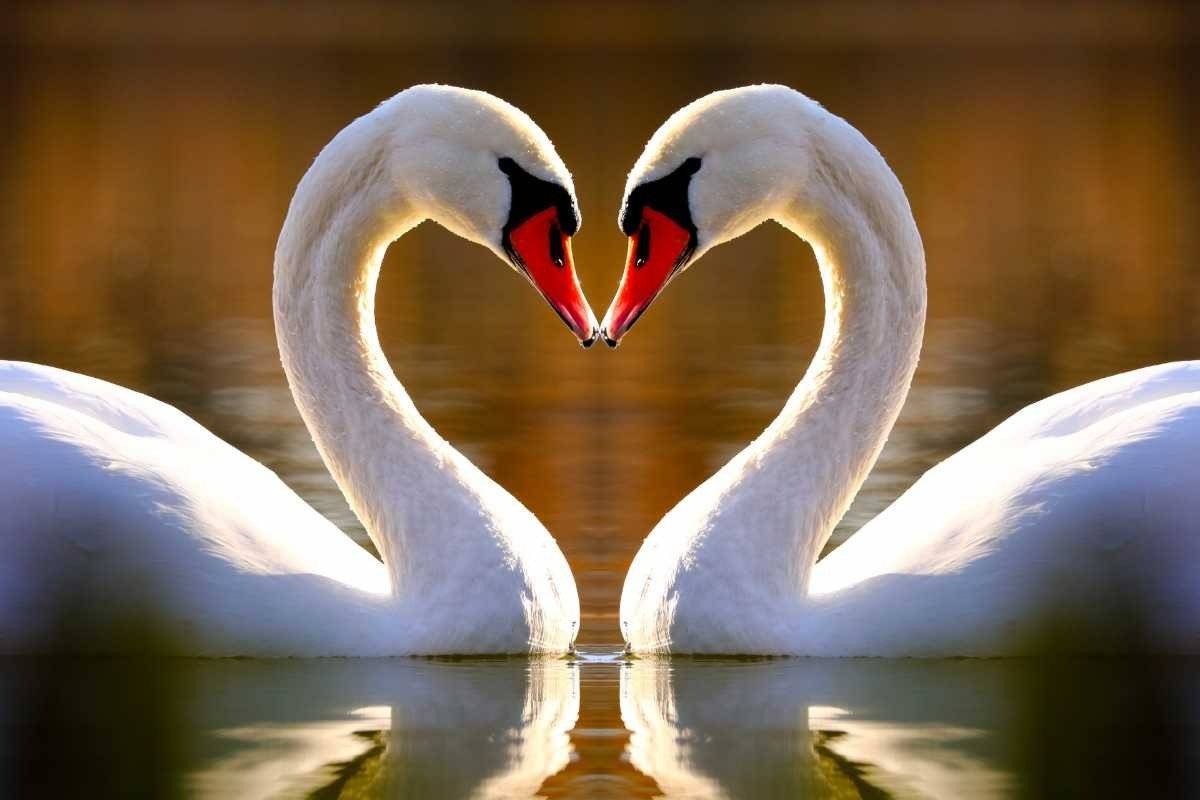 Odwołane obostrzenia związane z ptasią grypą