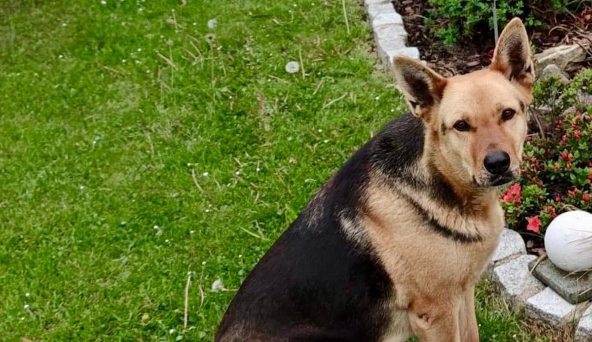 Zaginęła Diana. Ktoś widział psiaka?