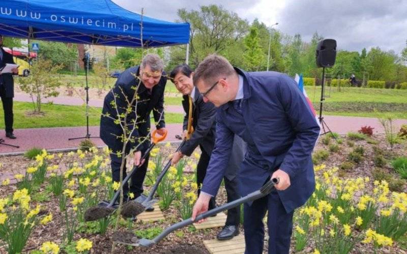 Miłorząb z Hiroszimy w Mieście Pokoju – FOTO
