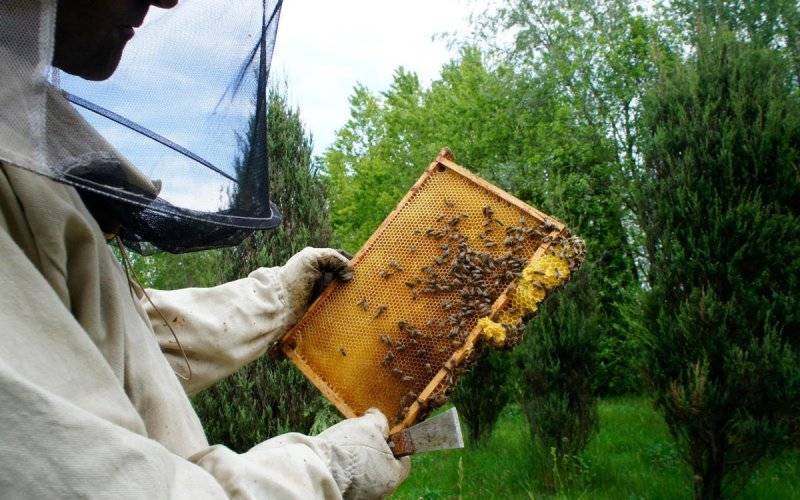 Światowy dzień pszczół. Sprawdź, jak je chronić? – FOTO