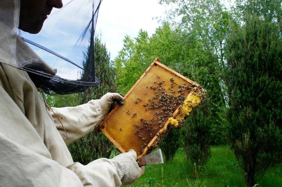 Światowy dzień pszczół. Sprawdź, jak je chronić? – FOTO