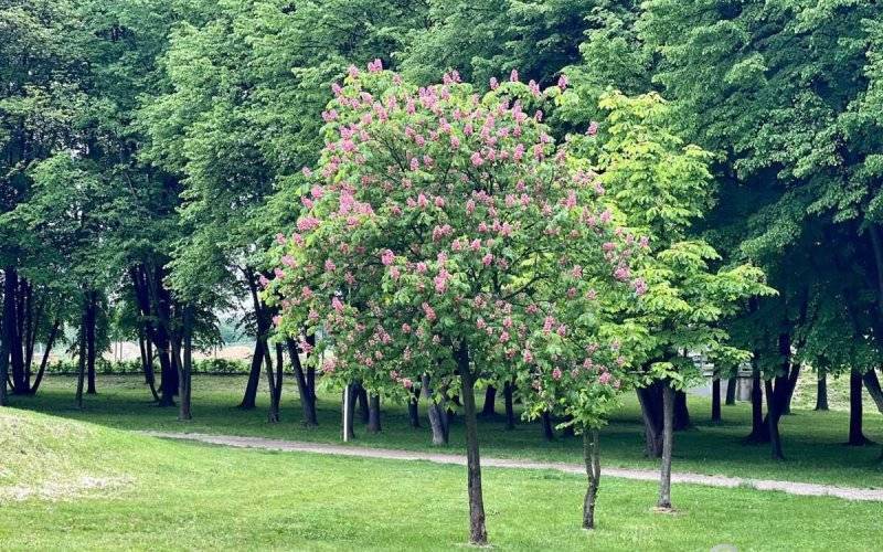 Co rośnie w parku Pokoju w Oświęcimiu? – FOTO