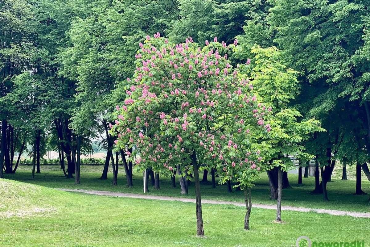 Co rośnie w parku Pokoju w Oświęcimiu? – FOTO