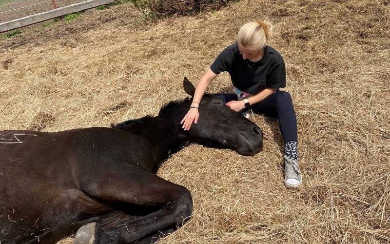Katował i głodził konia. Usłyszał zarzuty – FOTO