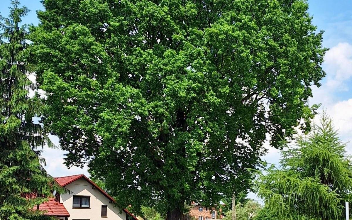 Dąb w Zatorze nowym pomnikiem przyrody – FOTO