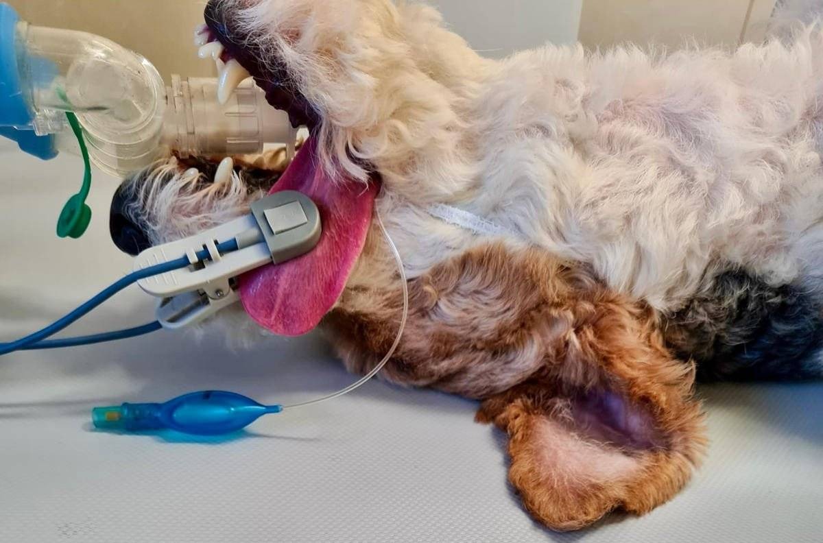 Kto rozrzuca wędlinę z gwoździami? – FOTO