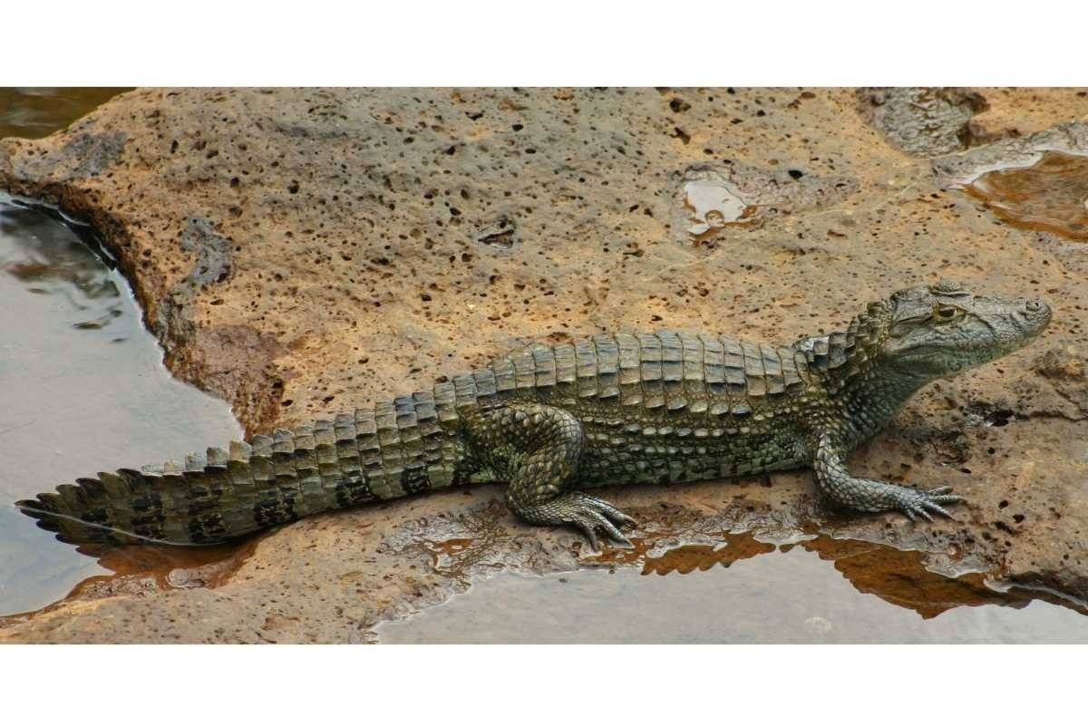 W Brzezince pojawił się jaszczur. Ma ponad metr długości