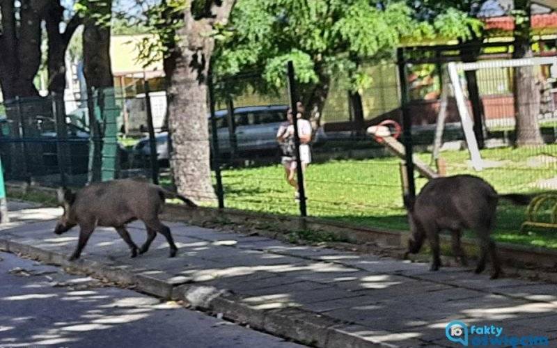 Dziki na osiedlach Stare Stawy i Pileckiego w Oświęcimiu – FOTO