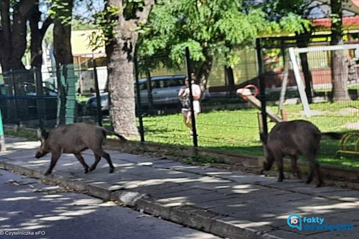 Dziki na osiedlach Stare Stawy i Pileckiego w Oświęcimiu – FOTO
